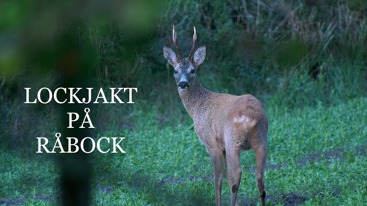 Lockjakt p&aring; R&aring;bock med Nordik Roe