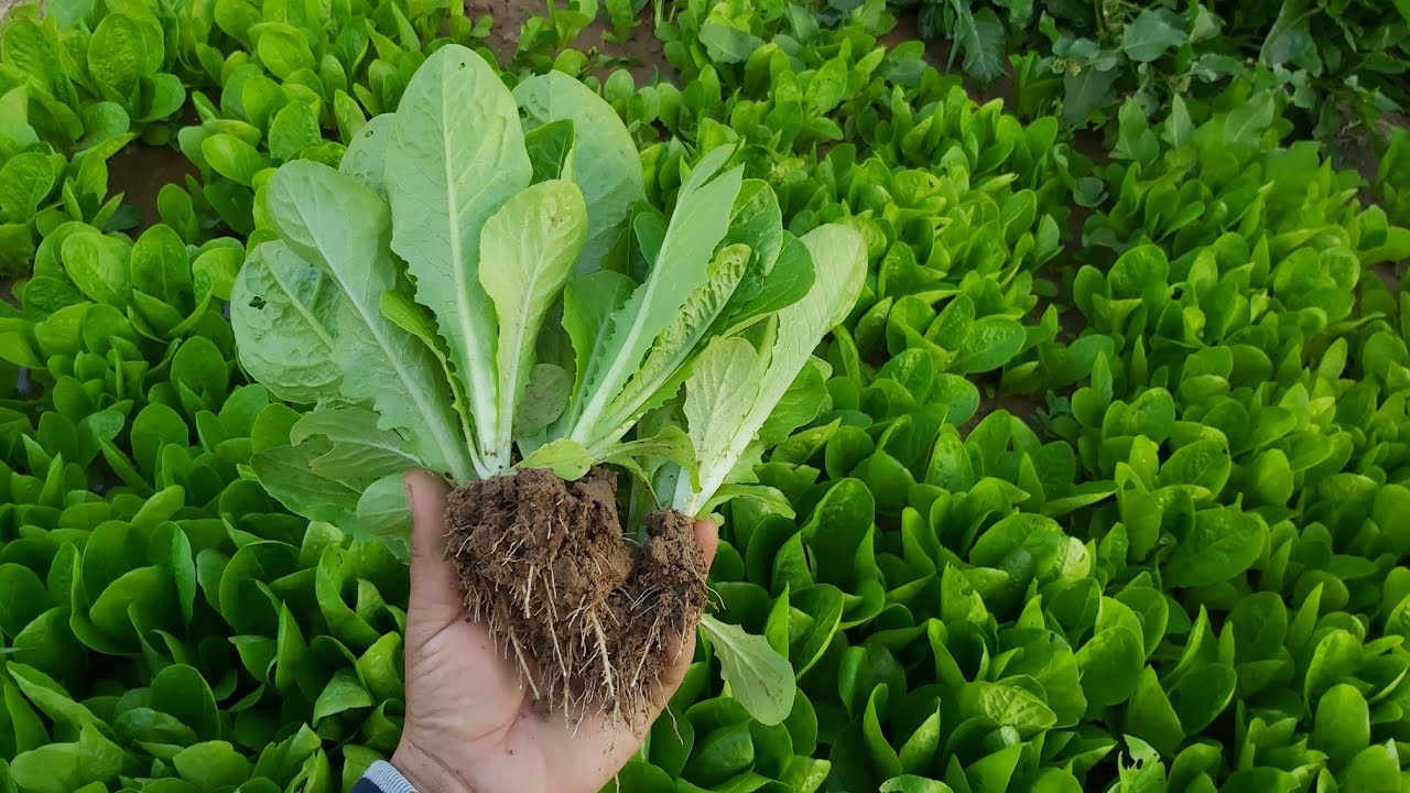 طريقة زراعة الخس خلال 9 ايام 🥬