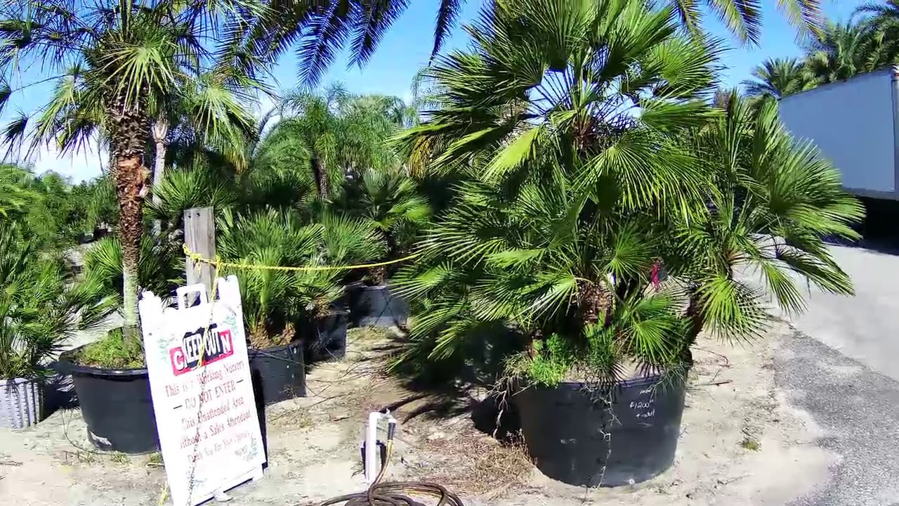 Picking out Palms in the Villages Florida