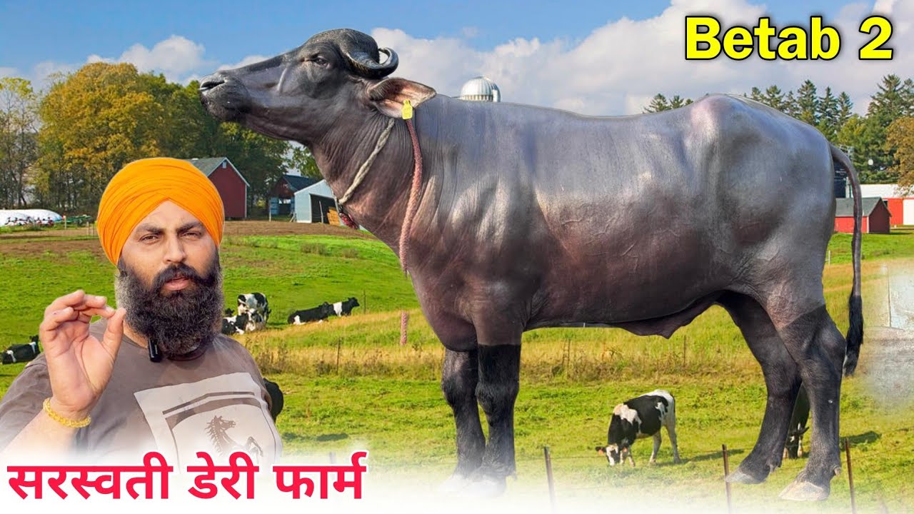 भारत की सबसे ज्यादा दूध देने वाली ब्लडलाइन Betaab 2 Saraswati deri farm पवित्र गिल