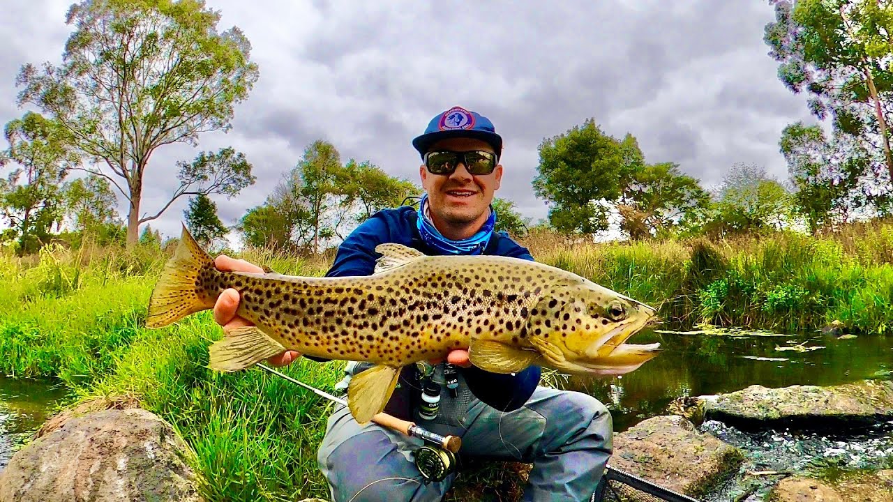 Fly Fishing for Big Brown Trout on South West Victorian Rivers