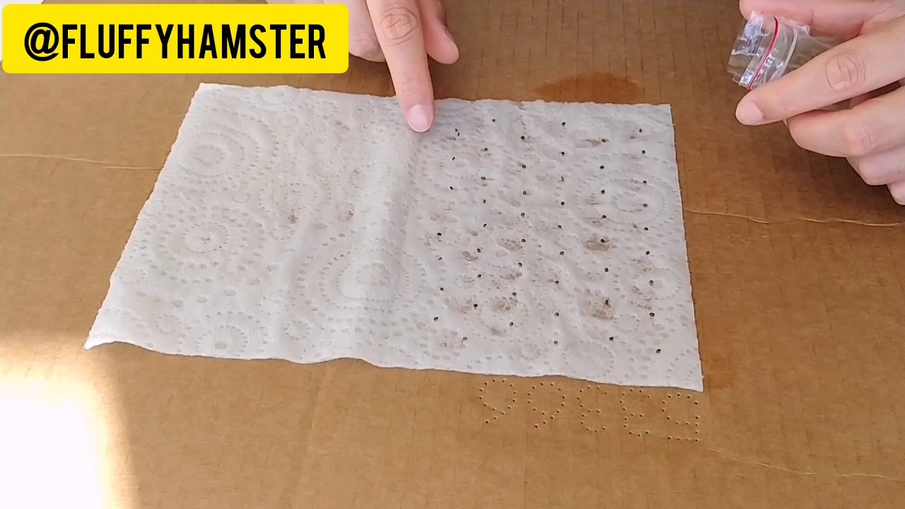 Seeds germination 101!!