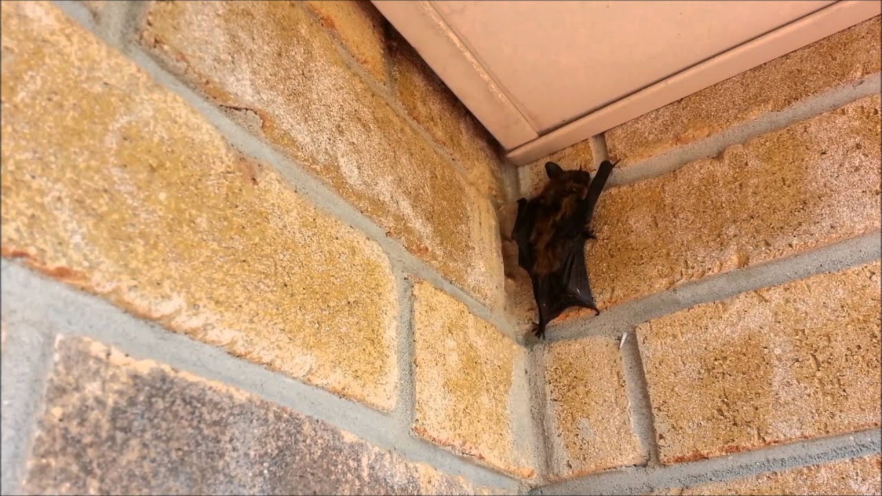 Bat Enters Home Through Smallest Opening