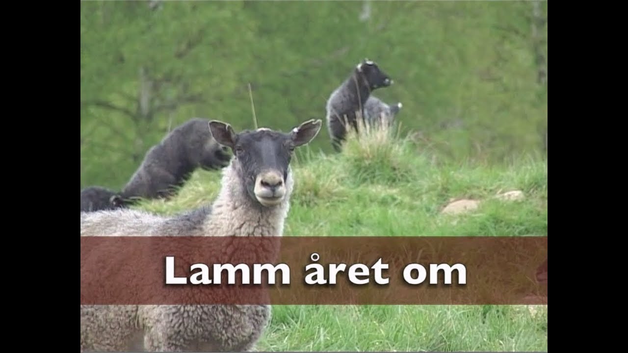 Lamm året om