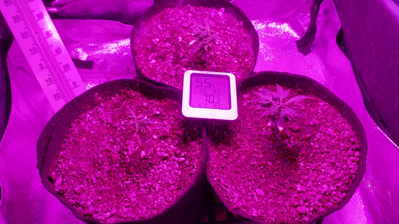 Venom OG/all gas og  cloning my 1st time