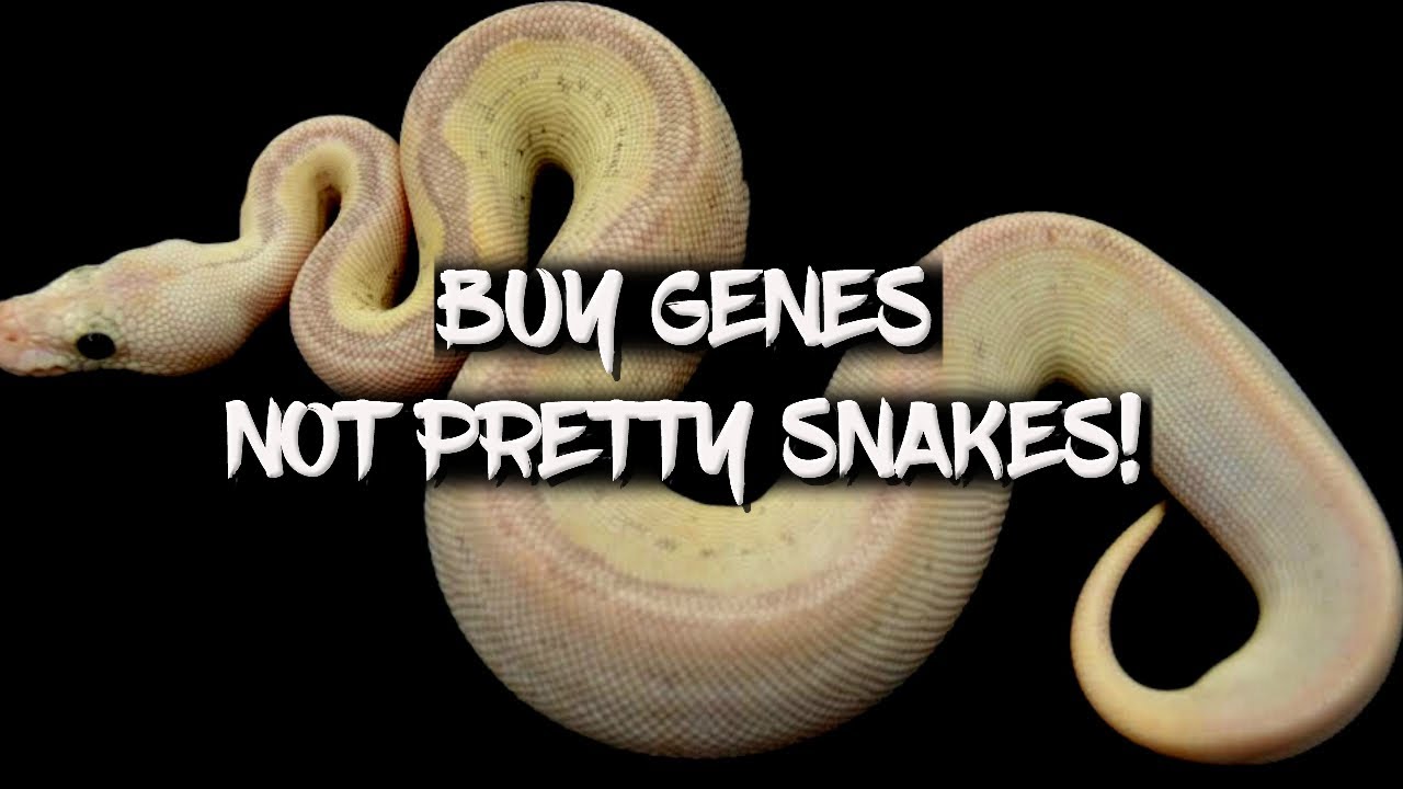 Why you Should Focus on Buying Genes! (Ball Pythons)