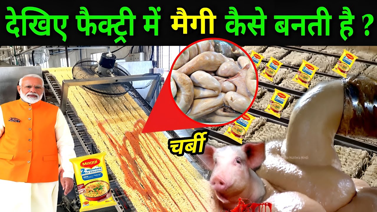 देखिए फैक्ट्री में मैग्गी कैसे बनती है ? | Maggi Making Process | Maggi Vs Yippee