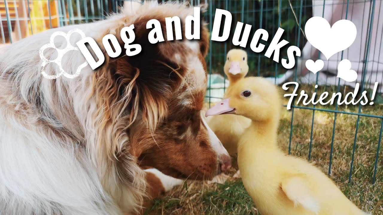 My Dog gets to know my ducks and loves them! Cutest Animal Friendship!