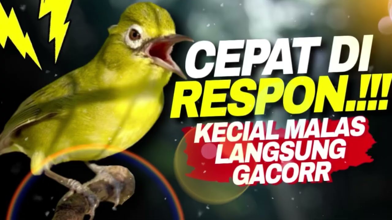 Masteran Kecial Kuning Ampuh CEPAT DIRESPON Bikin Kecial Malas Langsung NYAUT‼️