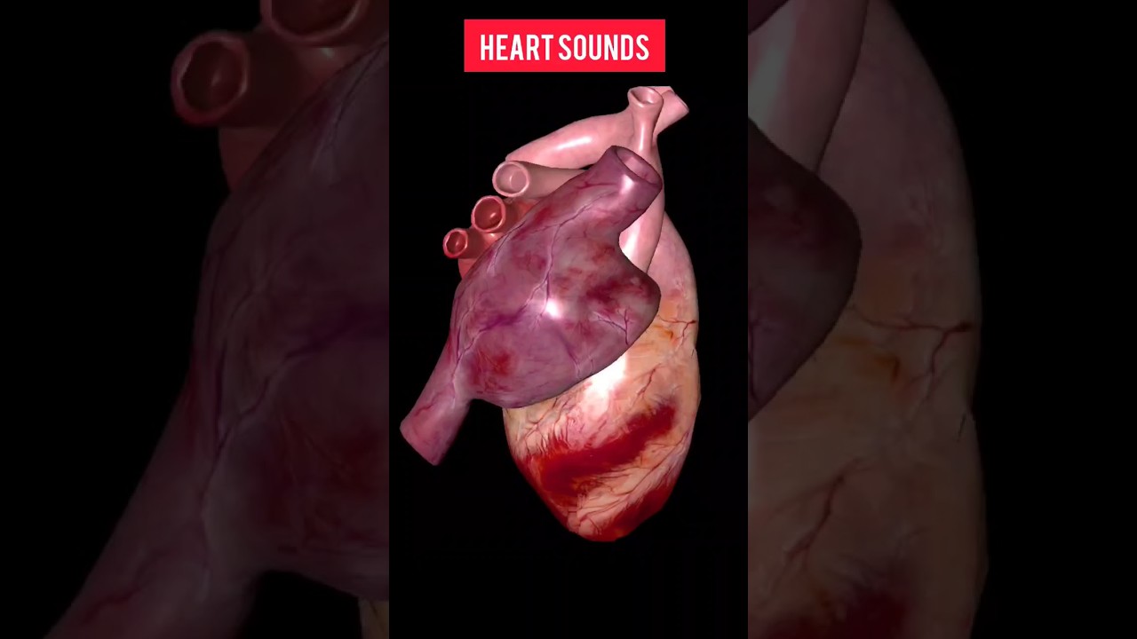 Lub-dub sound of heart (3D animation )#shorts#viral #heart #ytshorts