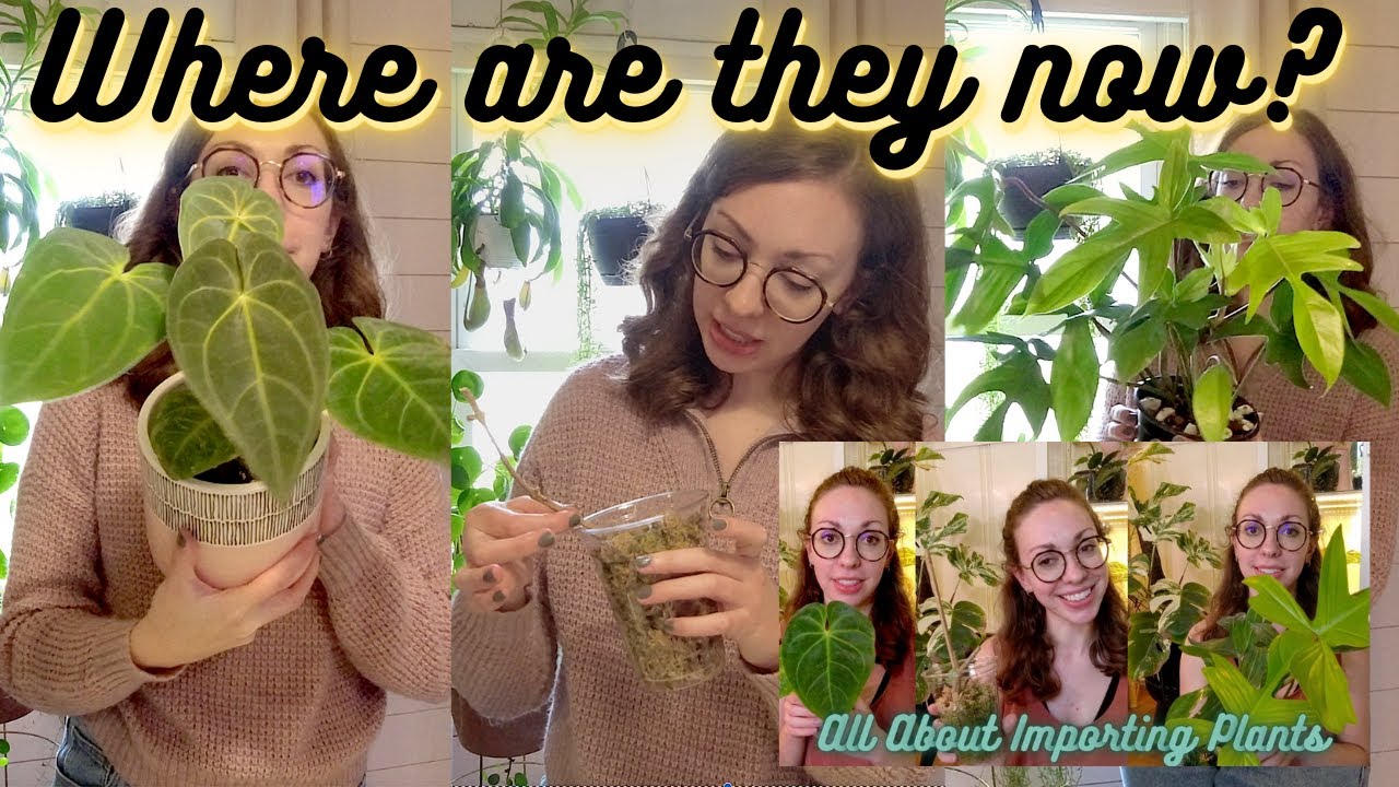An Update On My Imported Plants | Importing Houseplants