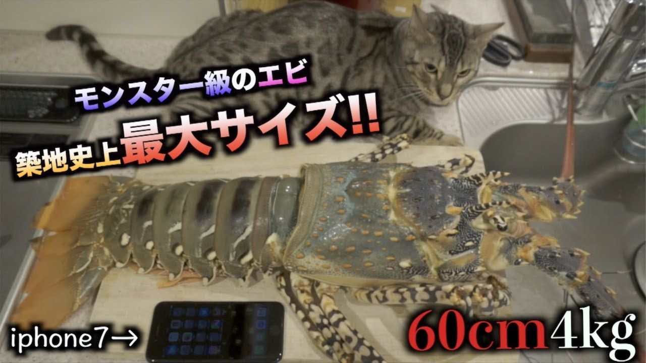 怪物級！！調理器具さえも壊す超巨大ゴシキエビの解体が鬼畜すぎ！！