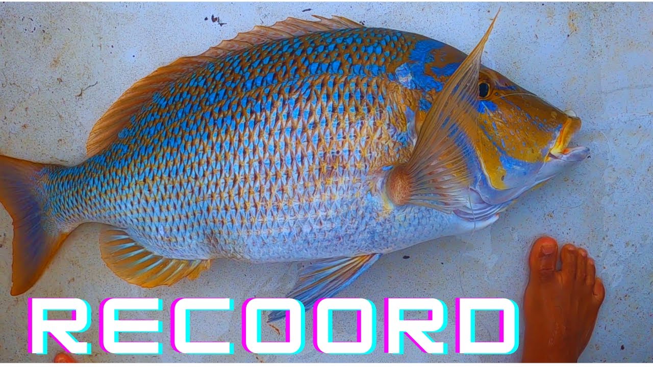 🔴PB Spangled Emperor and lots of them🔥 - Episode 14 Mauritius🔥🔥🔥