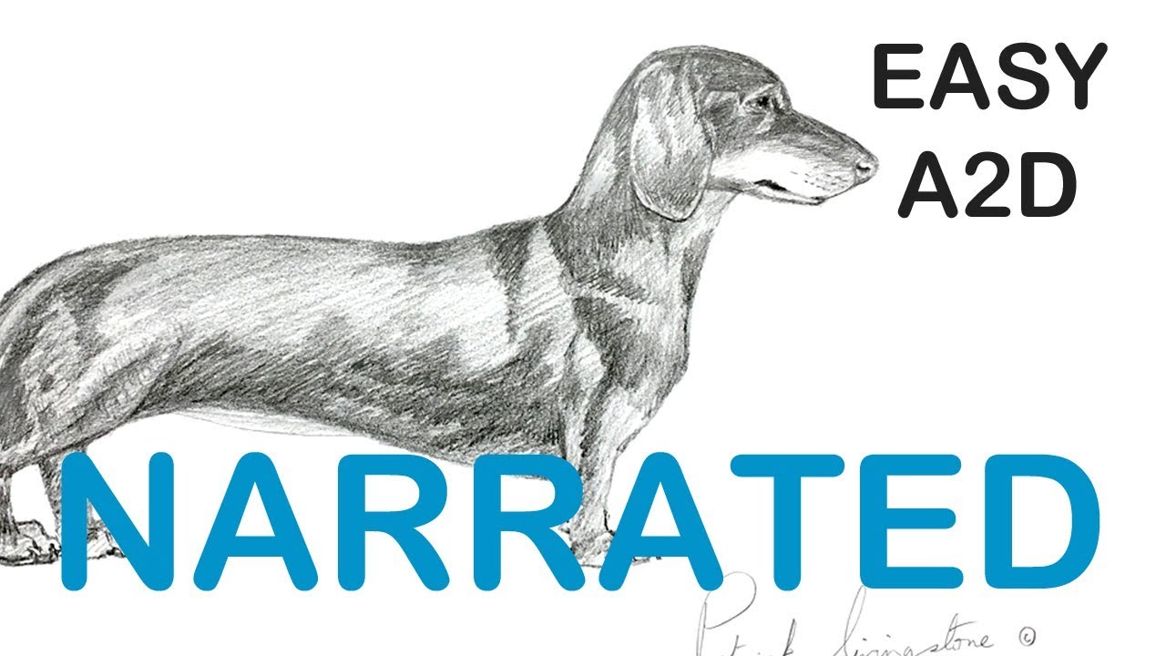 How to draw a Dachshund dog (NARRATED) step by step