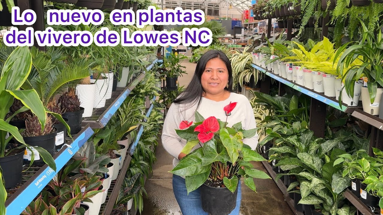 Lo nuevo en plantas del vivero de Lowes NC anturios, pothos,calatheas y más 