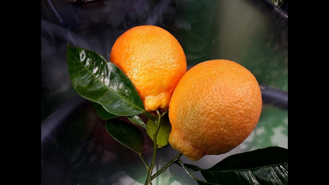 Танжело Minneola