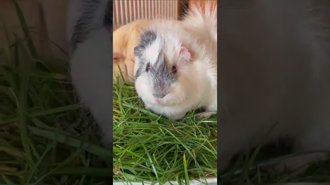 Who ate the grass #guineapig #cutepets #animals