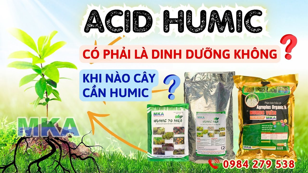 Humic có phải chất kích rễ không? Khi nào cây trồng cần Humic?