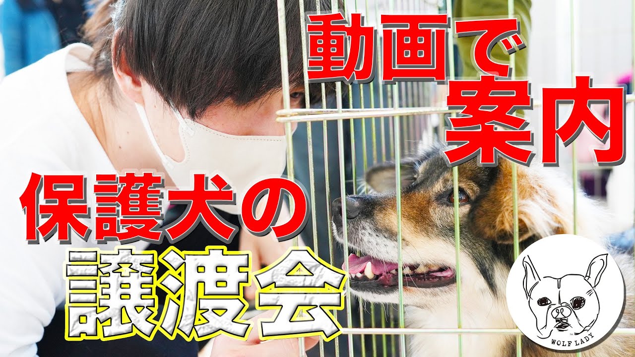 【動画で案内】保護犬の譲渡会に行ってきました