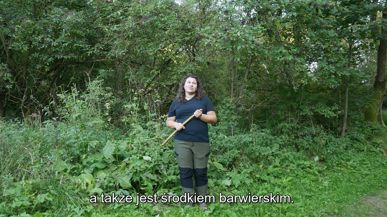 Piszczałka z bzu