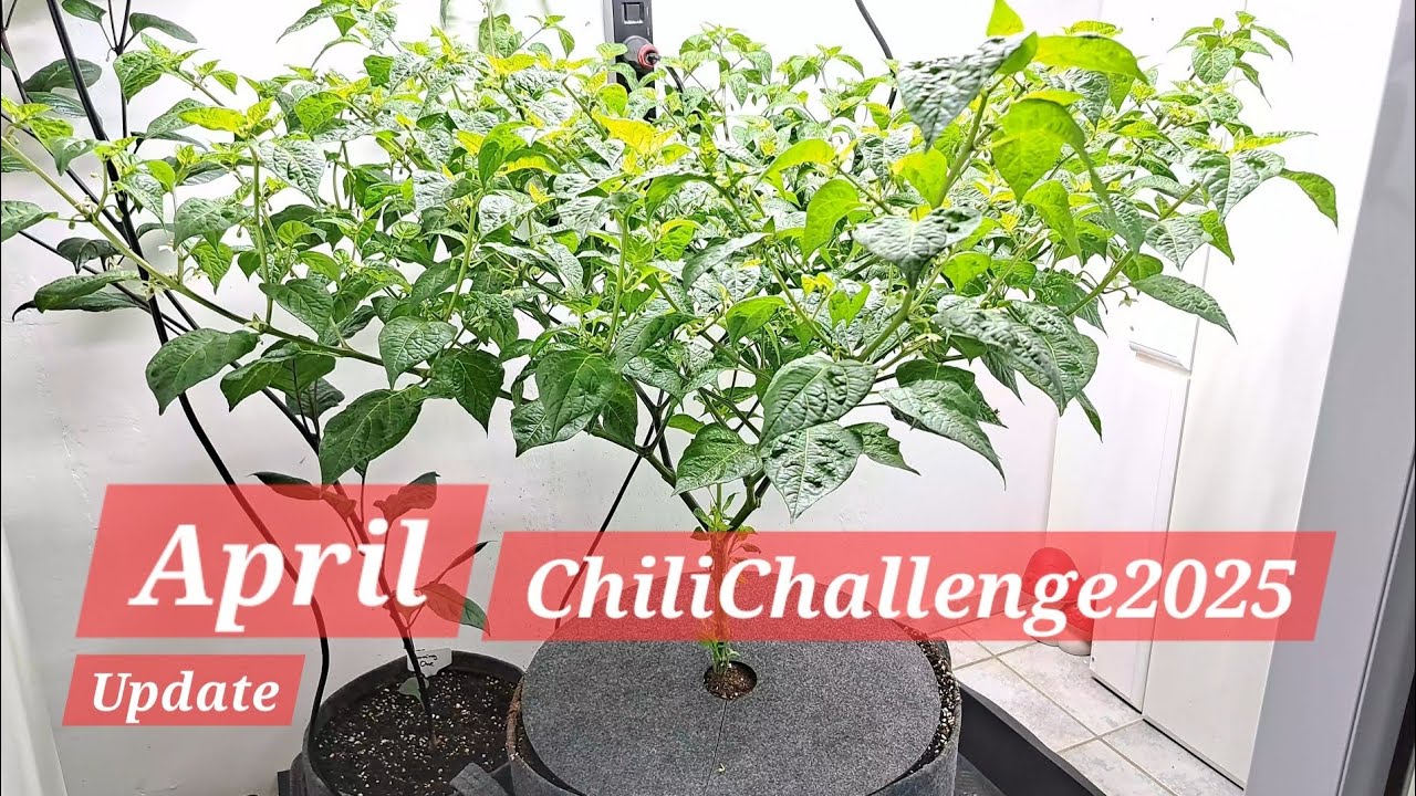 ChiliChallenge2025 - Part05 - April Update