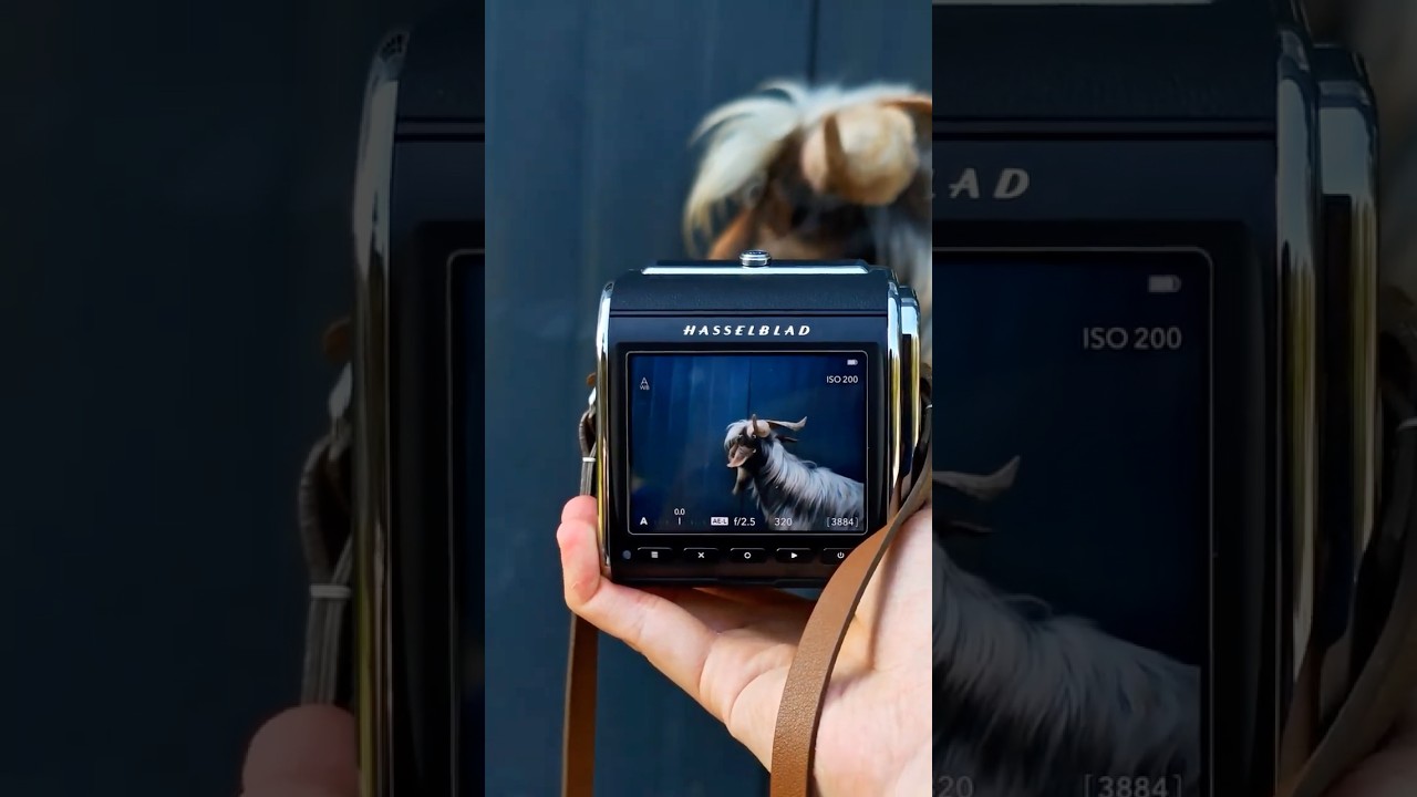 Tap to Reveal the Detail | Hasselblad 907X & CFV 100C Display