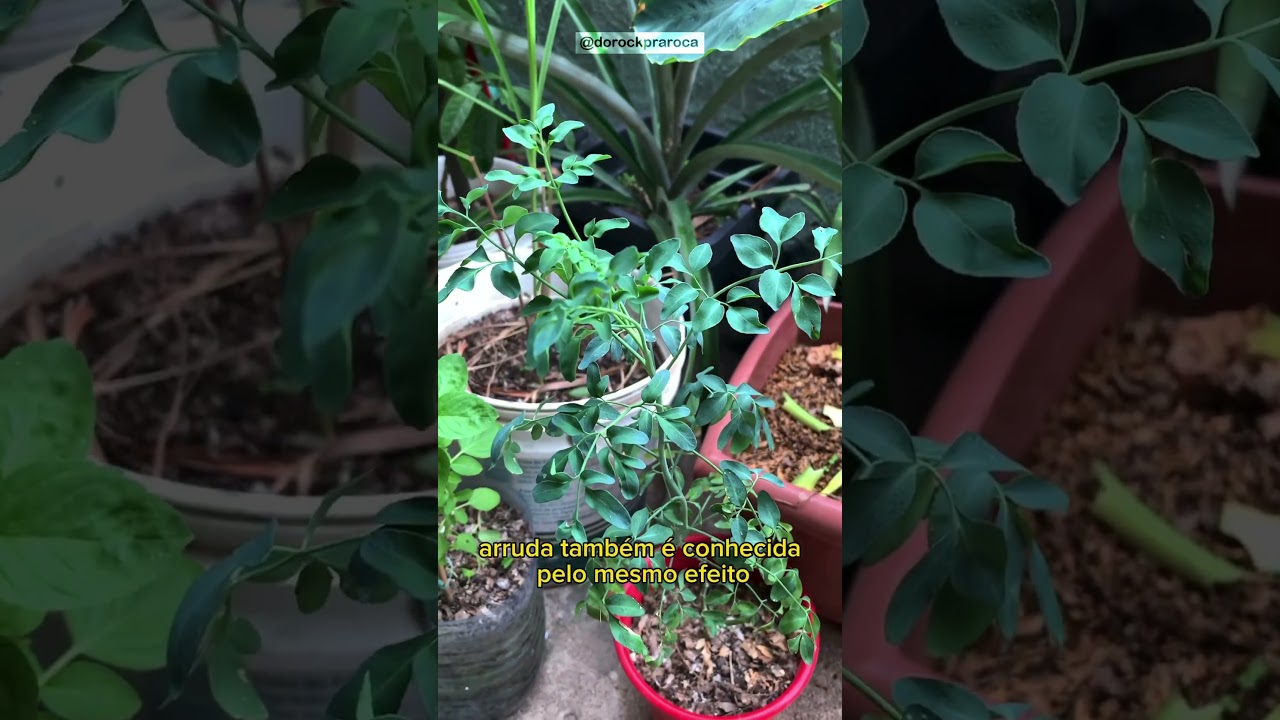 4 Plantas para Repelir Mosquitos e outros insetos.