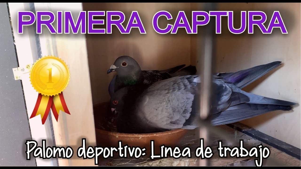 Captura de Paloma Mensajera 🤩 Palomos de trabajo: Un palomo deportivo seleccionado para la conquista