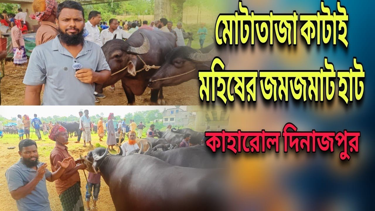 বড় বড় কাটাই মহিষগুলো কেমন দামে বিক্রি  হচ্ছে দিনাজপুর কাহারোল হাটে।। kaharol_hat_Dinajpur 2025