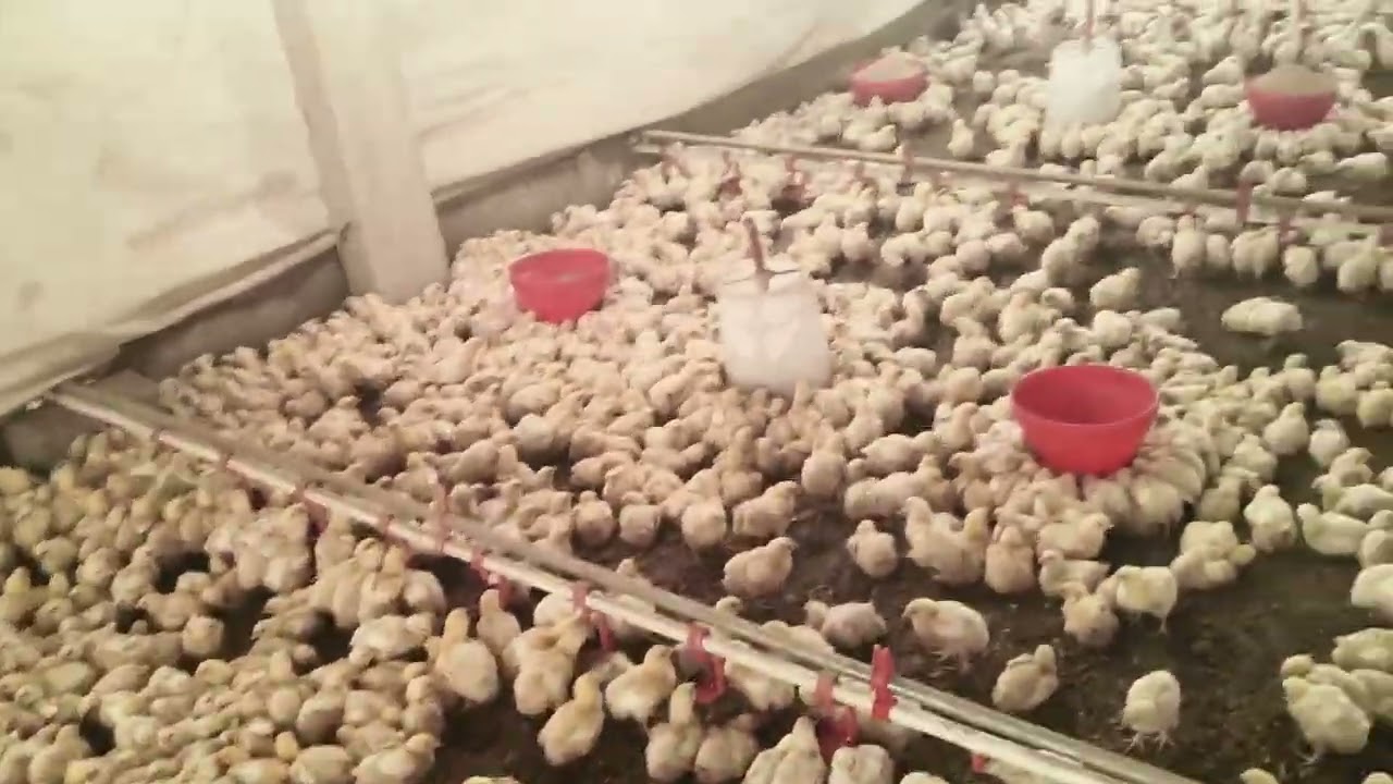 Day 8 poultry farm pe #farming