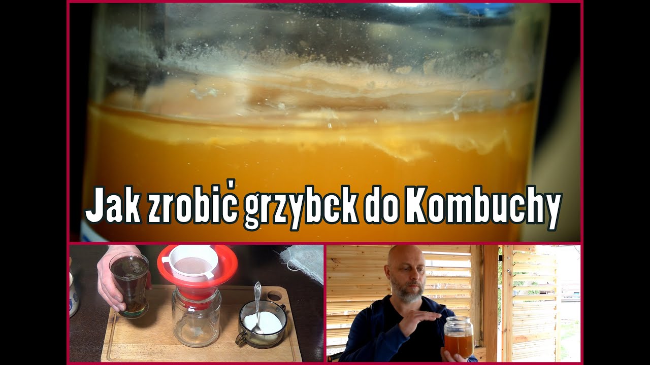 Jak zrobić Matkę (starter) do KOMBUCHY.