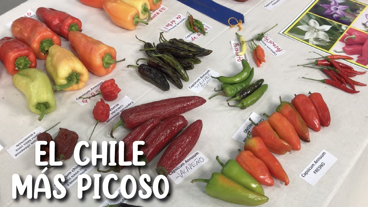 ¿Cuál es el chile más picoso? | Tipos de chiles en la Heirloom Expo
