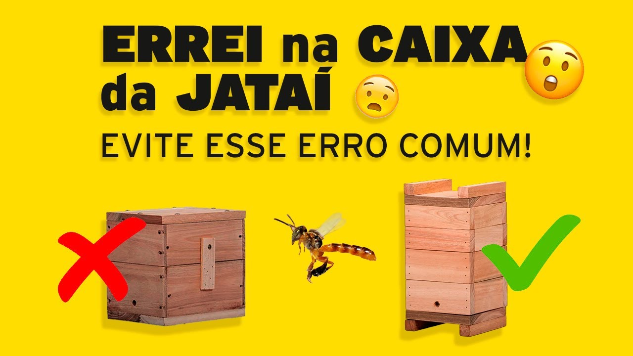 Qual a melhor caixa para criar abelha Jataí? Descubra como evitar erros comuns