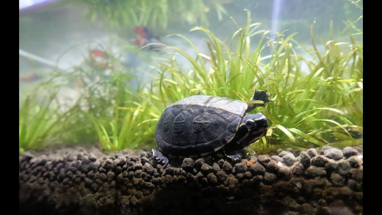 3 Striped Mud Turtle Update 4K