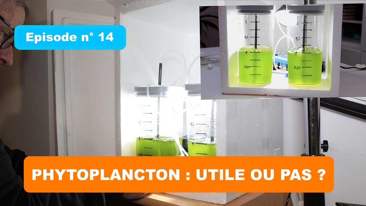 Phytoplancton en r&eacute;cifal : &agrave; quoi &ccedil;a sert vraiment ? (mon retour d&rsquo;exp&eacute;rience)