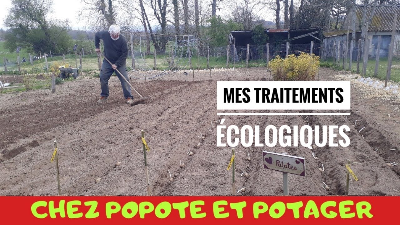 5 SOLUTIONS ÉCOLOGIQUES POUR COMBATTRE LES PARASITES DE LA POMME DE TERRE 🥔