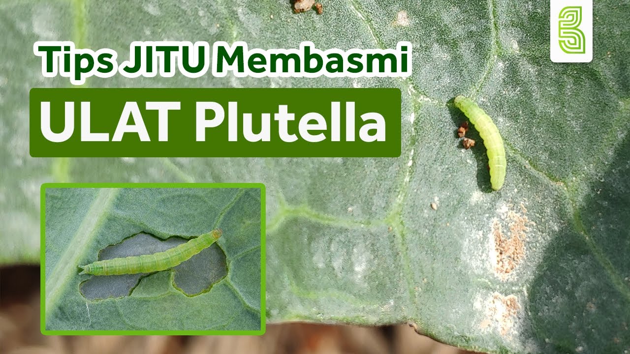 Tips Jitu Mengatasi dan Membasmi Ulat Plutella (Lembut/Tritip) Pada Tanaman Kubis, Bawang, Kentang