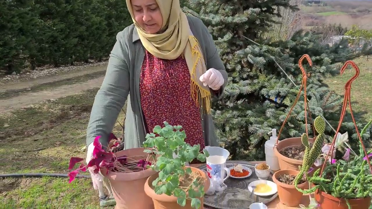 Saksı Sineklerine Veda Edin! Bunu Yapın Sineklerden Kurtulun.