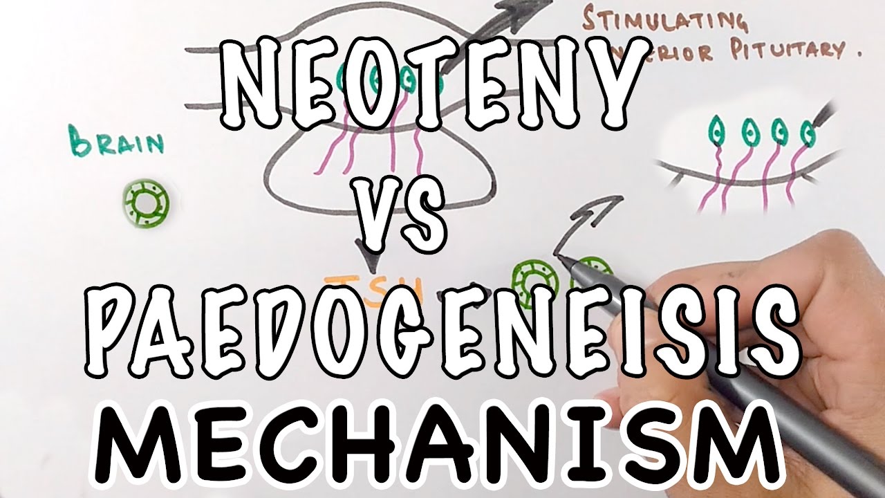 Neoteny Vs Paedogenesis | Mechanism of Neoteny