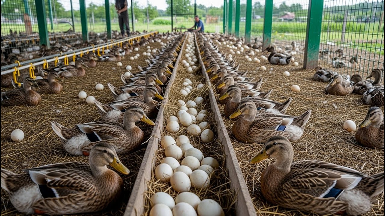 Poultry farm - How farmers raise millions ducks for meat and eggs - Organic egg harvesting