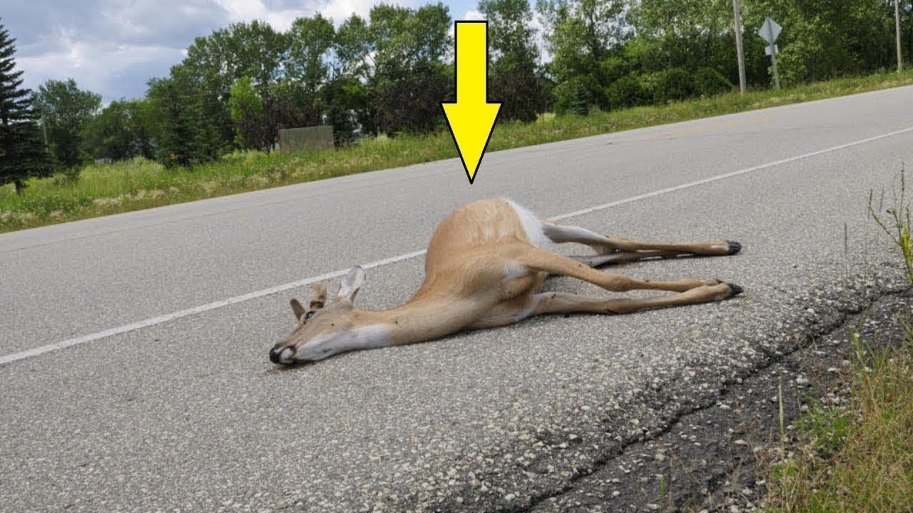Dead Animal Deer Carcass Removal NJ Call (862) 658-2086 - New Jersey!? 2024