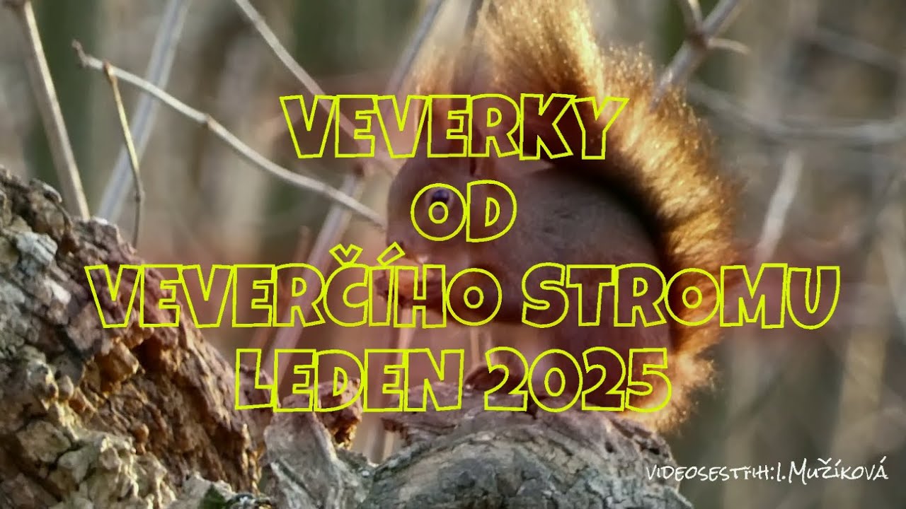 VEVERKY OD VEVERČÍHO STROMU / LEDEN 2026