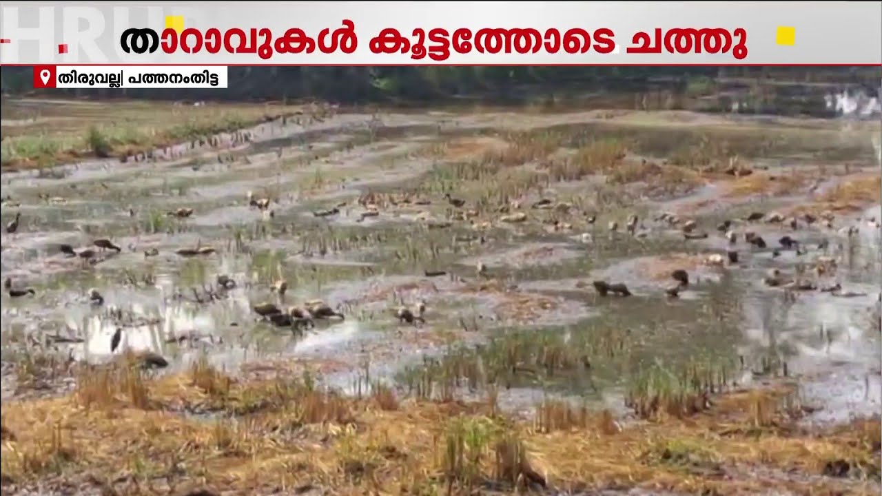 തിരുവല്ല വേങ്ങലിൽ താറാവുകൾ കൂട്ടത്തോടെ ചത്തു; പോസ്റ്റ്‍മോ‍‌ർട്ടം ചെയ്യും
