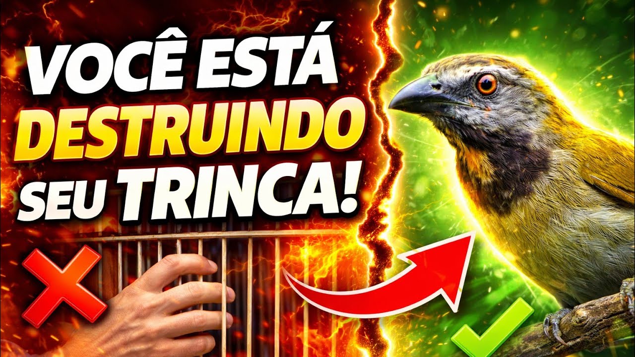 🧠 Você está amansando seu trinca ERRADO!#trincaferro#mansarrão#pixarro#boiadeiro