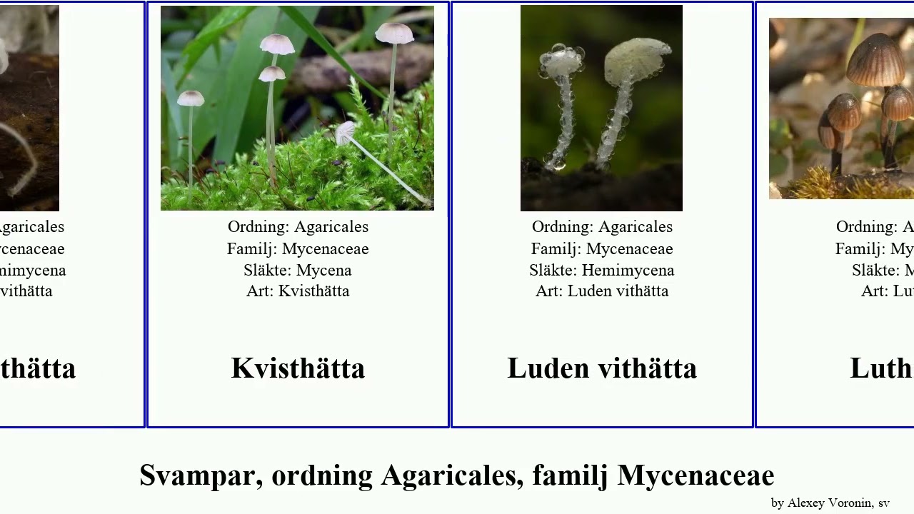 Svampar, ordning Agaricales, familj Mycenaceae h&auml;tta fungus R&ouml;deggad r&auml;ttikh&auml;tta vith&auml;tta Rosa