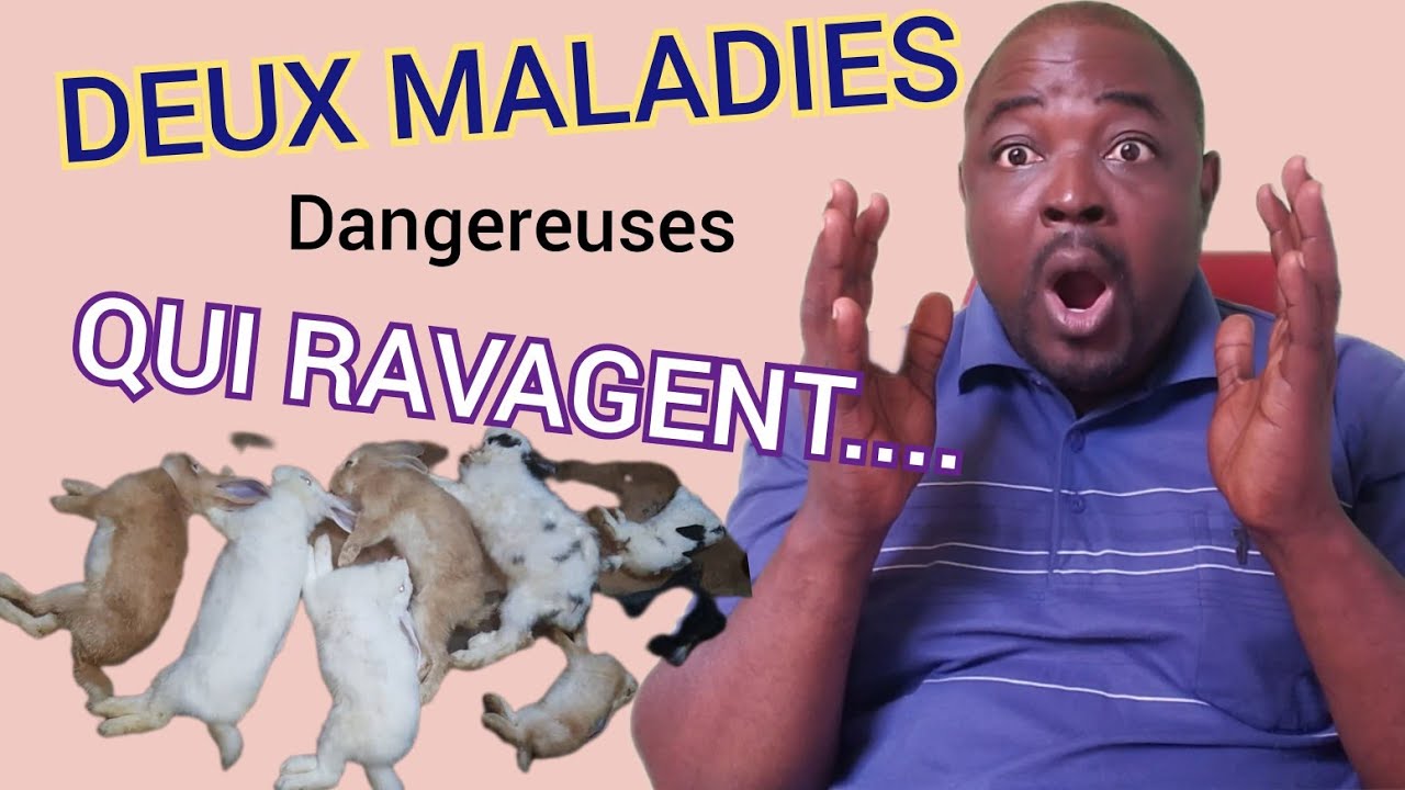 Deux maladies dangereuses qui ravagent les élevages de lapins 🤔😥😭