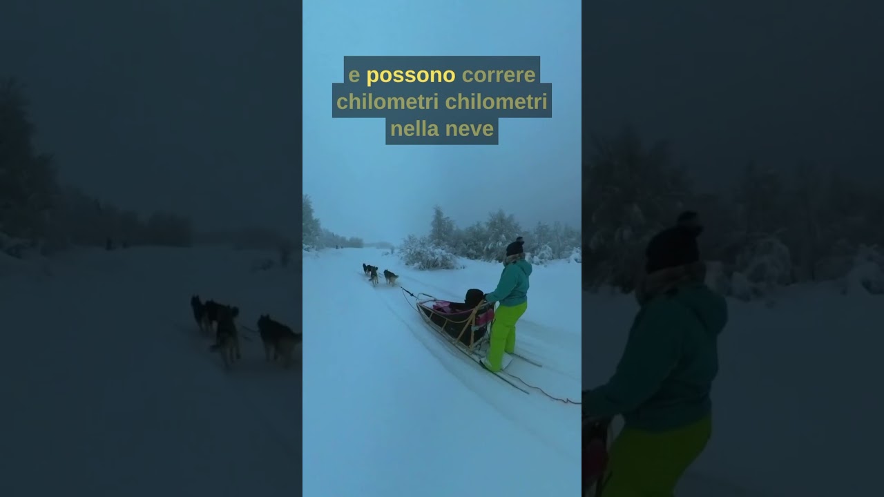 Ho guidato una slitta con gli HUSKY in Lapponia ! 
