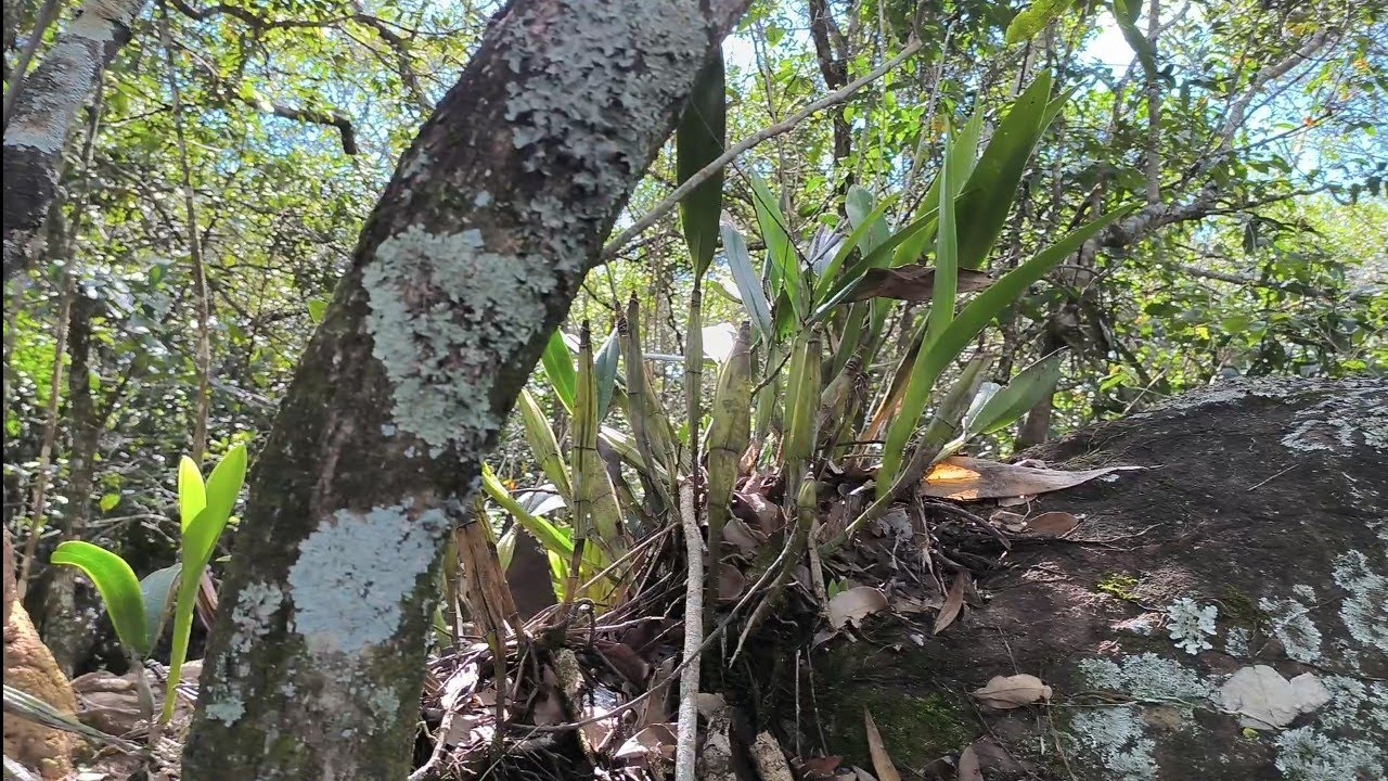  PERFEIÇÃO DA NATUREZA ORQUÍDEAS,  VELLOSIA, WALKERIANA,SCHOMBURGKIA