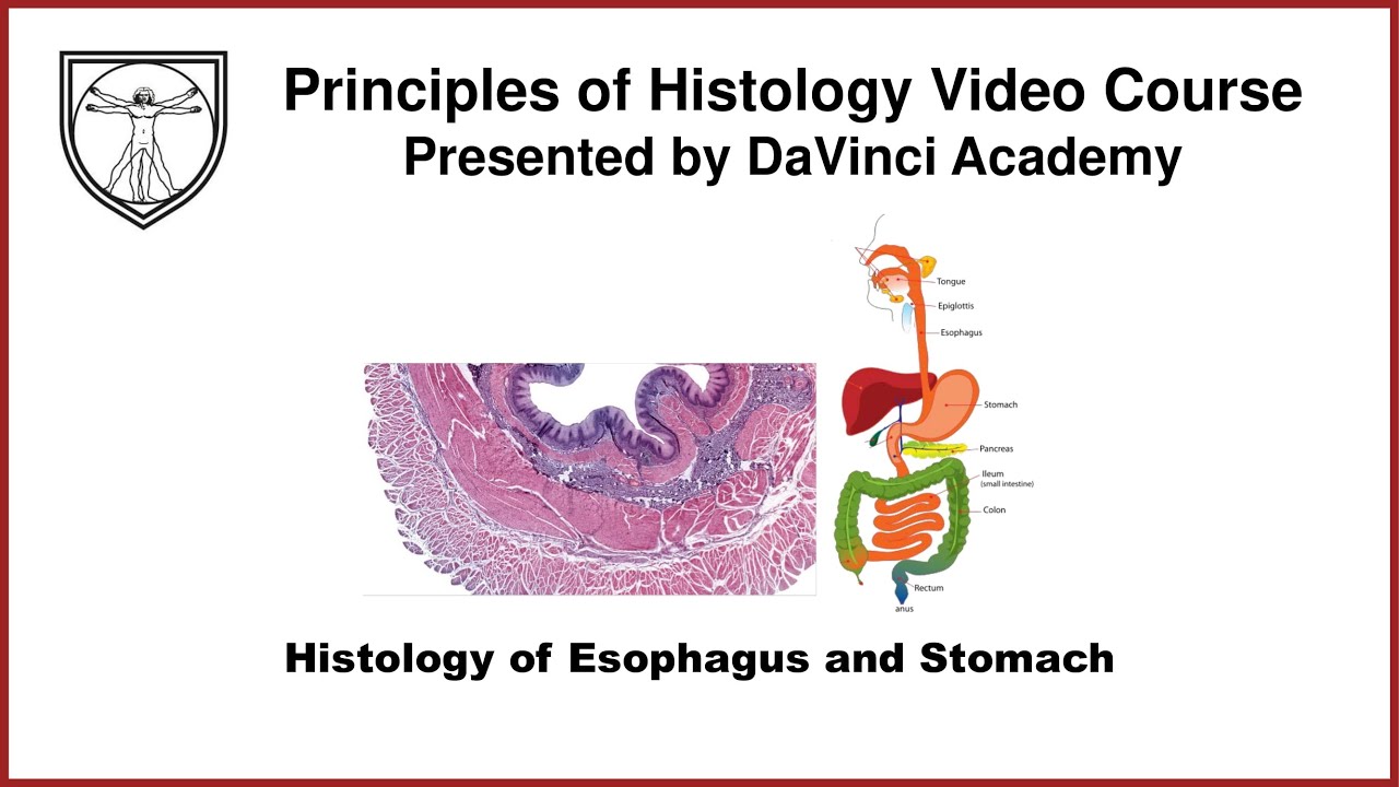 Histology of Esophagus and Stomach [GI Histology 1 of 4]