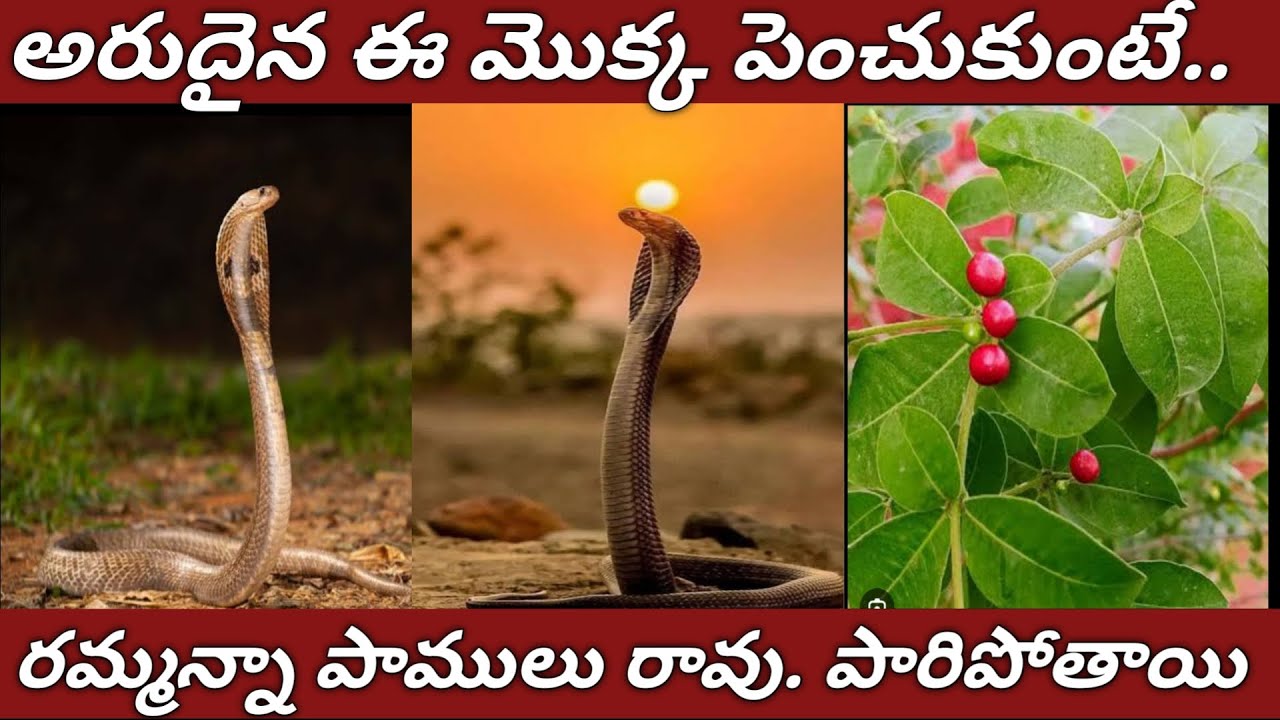 పాములు రాకుండా ఈ పవర్ ఫుల్  మొక్కల్ని పెంచి చూడండి/#Snake Repellent Plants /Snakes #snakebite